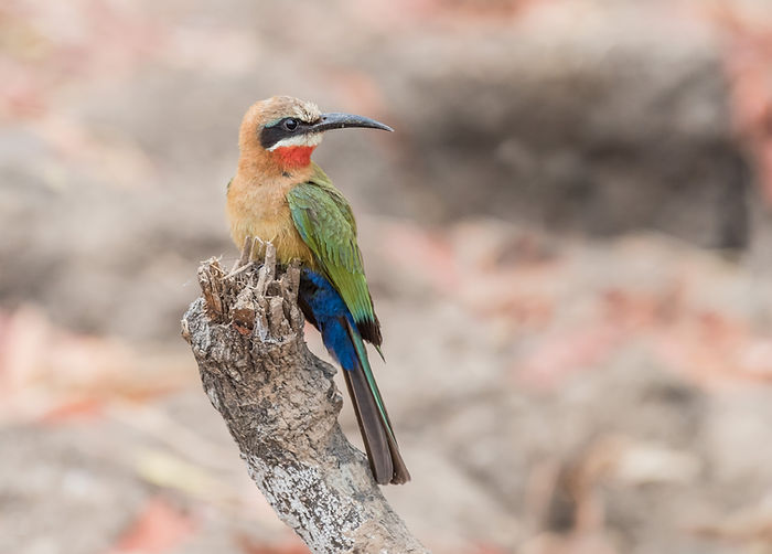 White-fronted Bee-eater