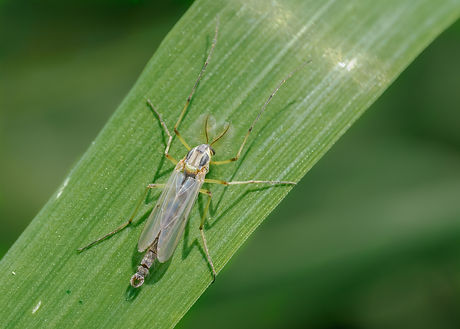 <p class="font_7" style="text-align: center"><em><strong>Chironomus</strong></em><strong> cf.</strong><em><strong>plumosus</strong></em> (male)</p>