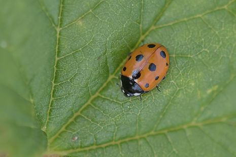 (6x4)