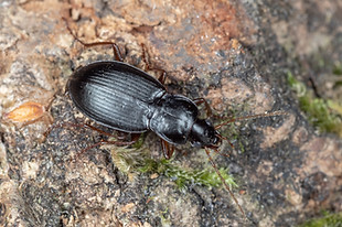 Calathus rotundicollis