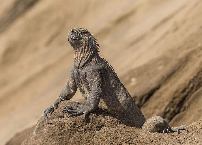 Marine Iguana