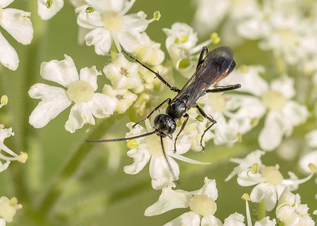 Priocnemis cf.fennica
