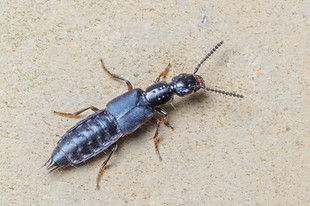 Cafius xantholoma