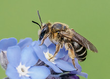 Andrena ovatula