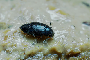 Proteinus sp.