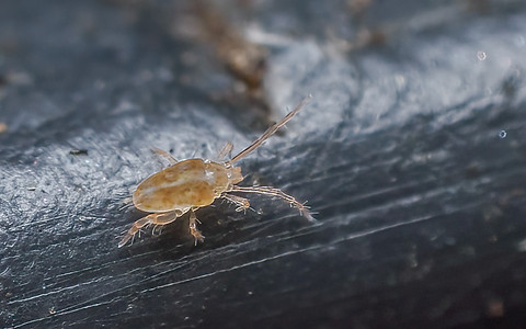 Eupodes cf.unifasciatus