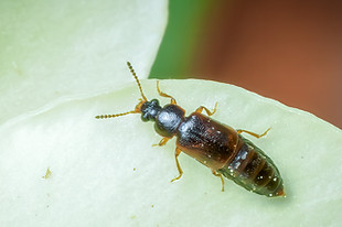 Phyllodrepa sp.