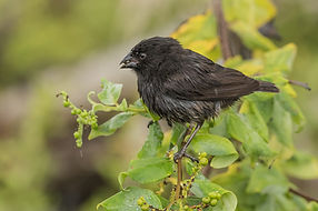 Small_Ground_Finch_M.jpg