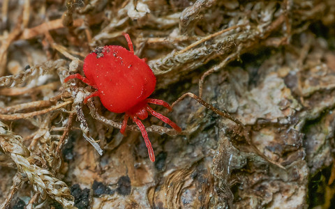 Trombidium cf.holosericeum