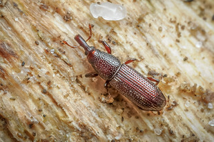 Euophryum confine
