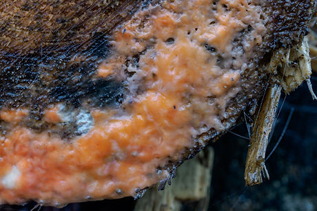 Sap Yeast - Cystofilobasidium macerans