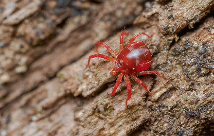 Anystis sp.