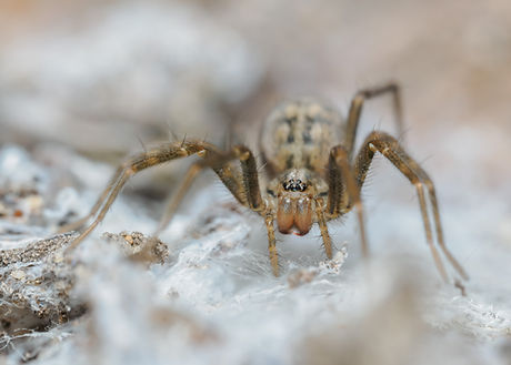Eratigena sp.