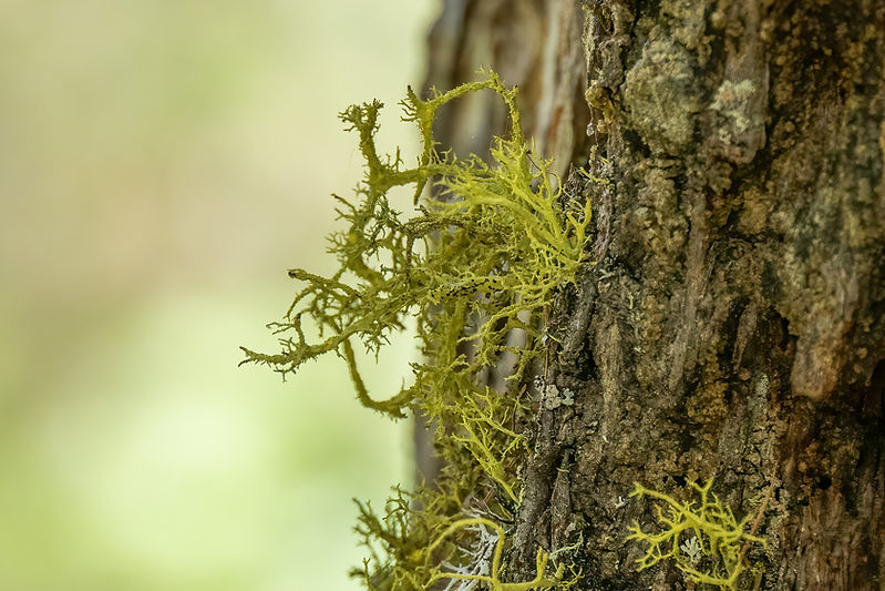 Letharia vulpina