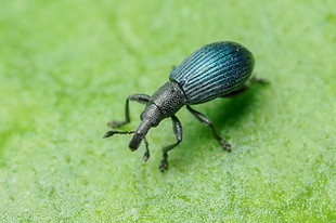 Perapion violaceum