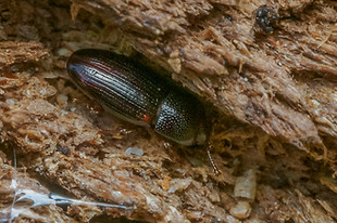 Cerylon histeroides