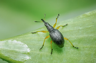 Protapion fulvipes