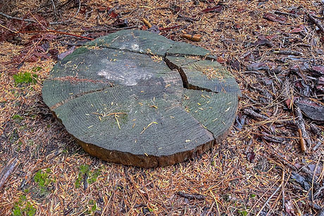 Cut log where the specimen was found
