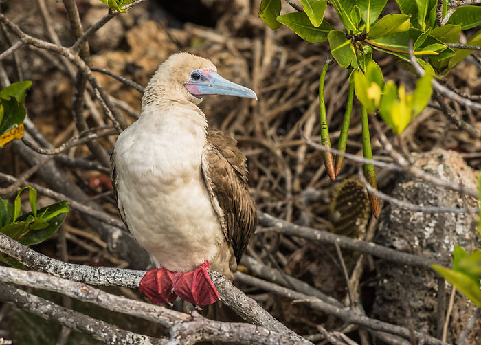 Red-footed Booby