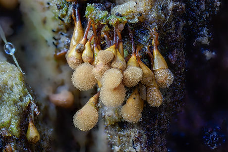 Hemitrichia calyculata
