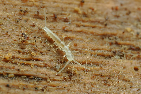 Campodea cf.staphylinus