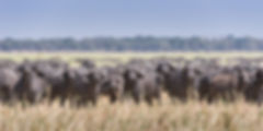 Cape Buffalo
