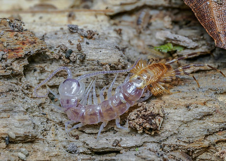 Lithobius variegatus (moulting)