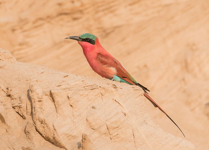 Southern Carmine Bee-eater