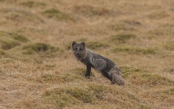 Arctic Fox