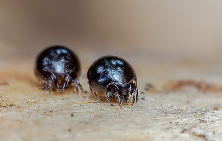 Euzetes globulus