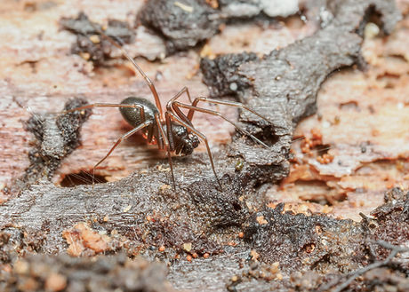 Diplosta cf.concolor