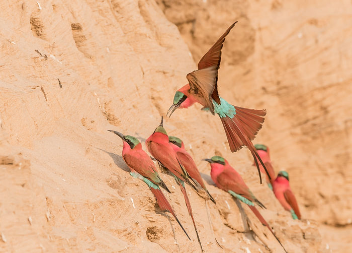 Southern Carmine Bee-eater