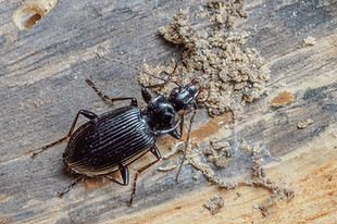 Platynus assimilis