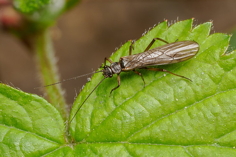 Nemoura cinerea