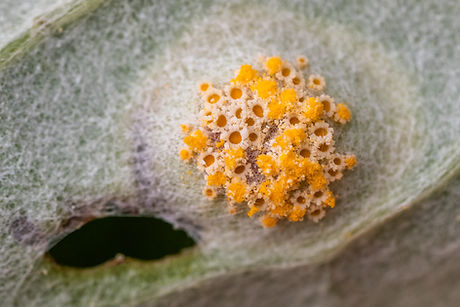 Puccinia cnici-oleracei