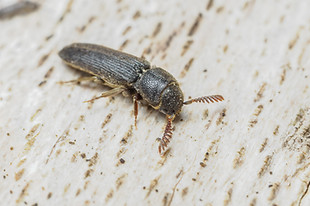 Melasis buprestoides