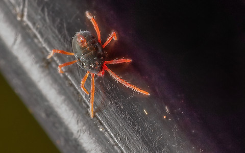 Penthaleus cf.major