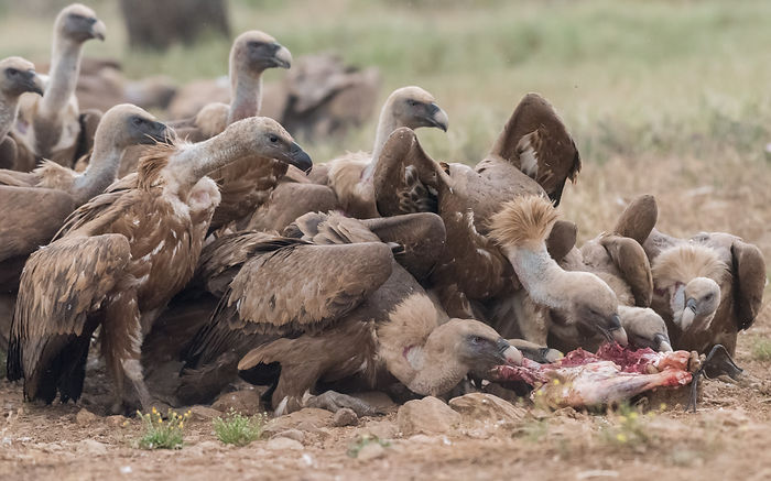 Eurasian Griffon Vultures