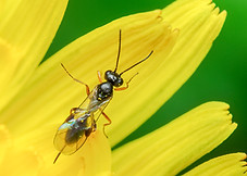 Tersilochus sp.