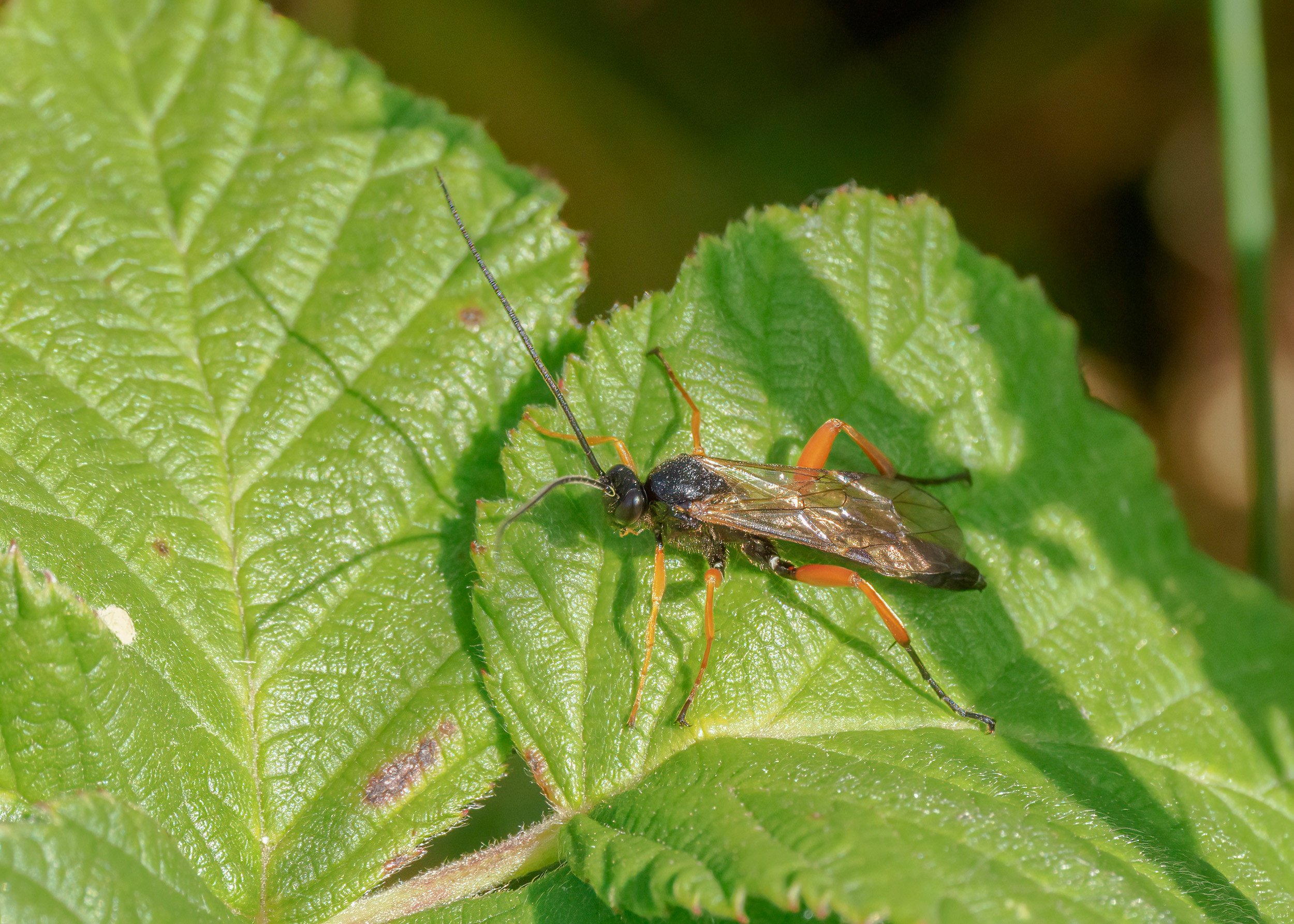 Pompilus Rufipes Pimpla rufipes