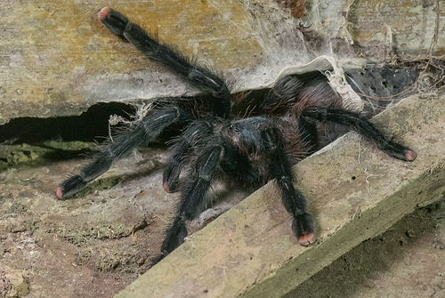Pinktoe Tarantula
