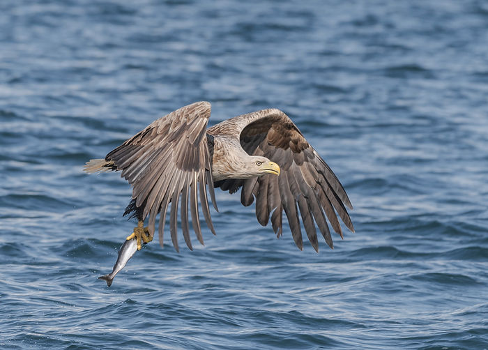 White-tailed Eagle