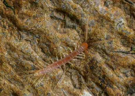 Unidentified young lithobid