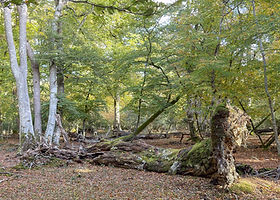Shave Wood, New Forest