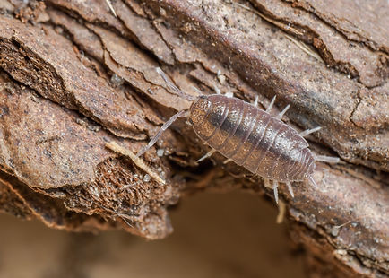 Porcellionides pruinosus - Plum Woodlouse