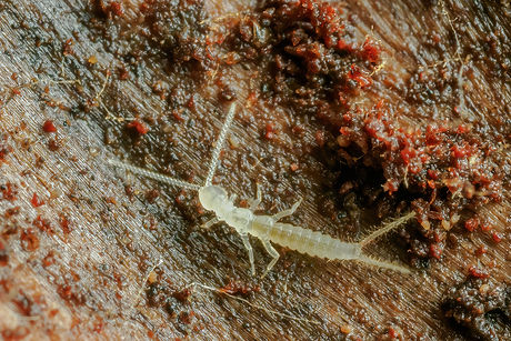 Campodea cf.staphylinus