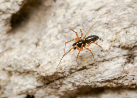 Tenuiphantes flavipes