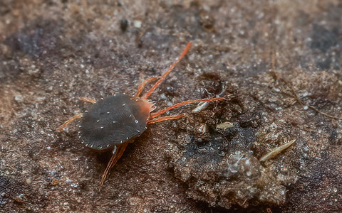Bryobia sp.