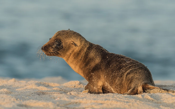 Galapagos Sea Lion