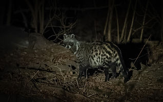 African_Civet.jpg